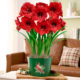 Cardinal Christmas Miracle Amaryllis