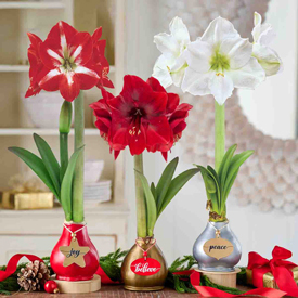 Holiday Greetings Waxed Amaryllis