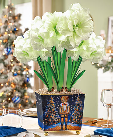 Amaryllis Lovers