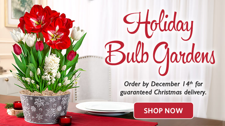 Holiday Bulb Gardens