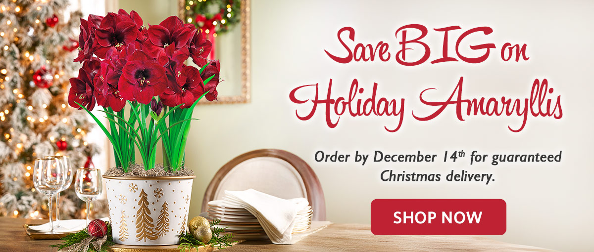 Amaryllis