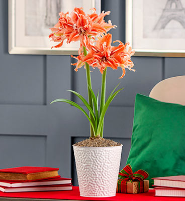 Amaryllis care guide