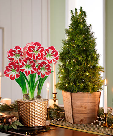 Not a Creature was Stirring